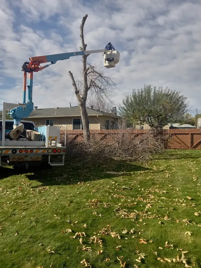 Alpine tree service — photo from the business 3