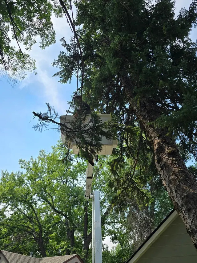 Alpine tree service — photo from the business 8