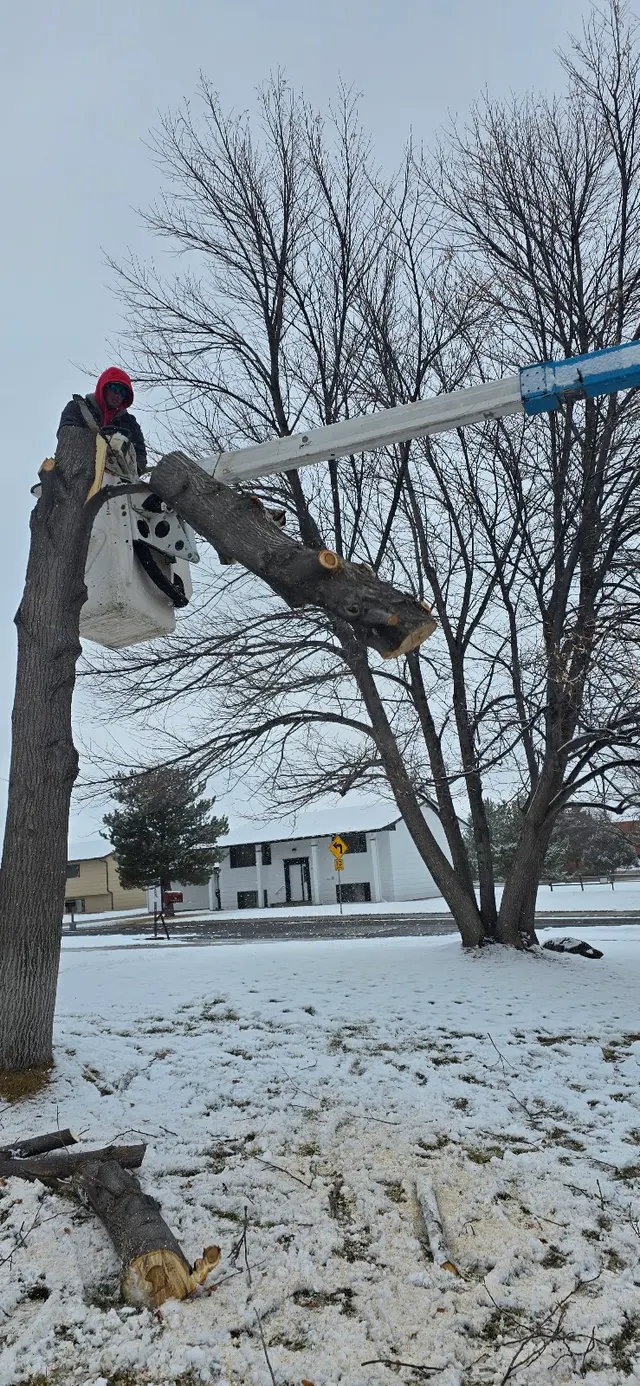 Alpine tree service — photo from the business 7