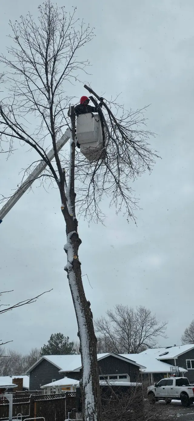 Alpine tree service — photo from the business 1