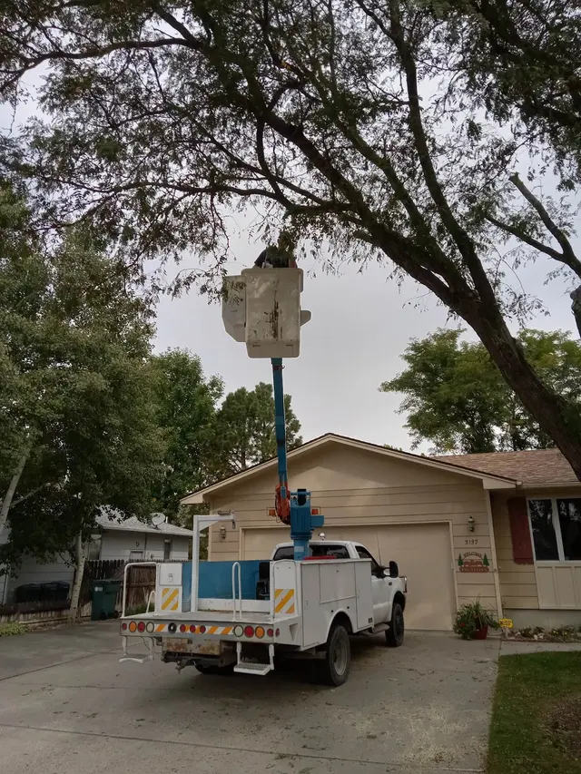 Alpine tree service — photo from the business 6