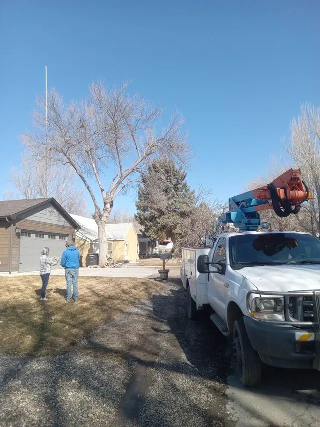 Alpine tree service — photo from the business 12