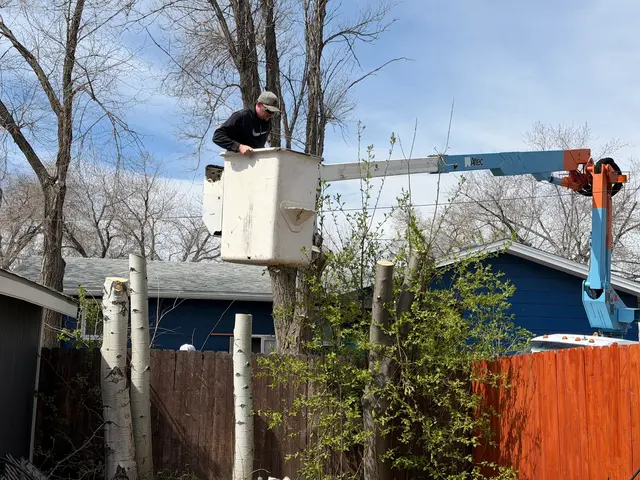 Customer photo of work by Alpine tree service, from Robin Stauffer's review