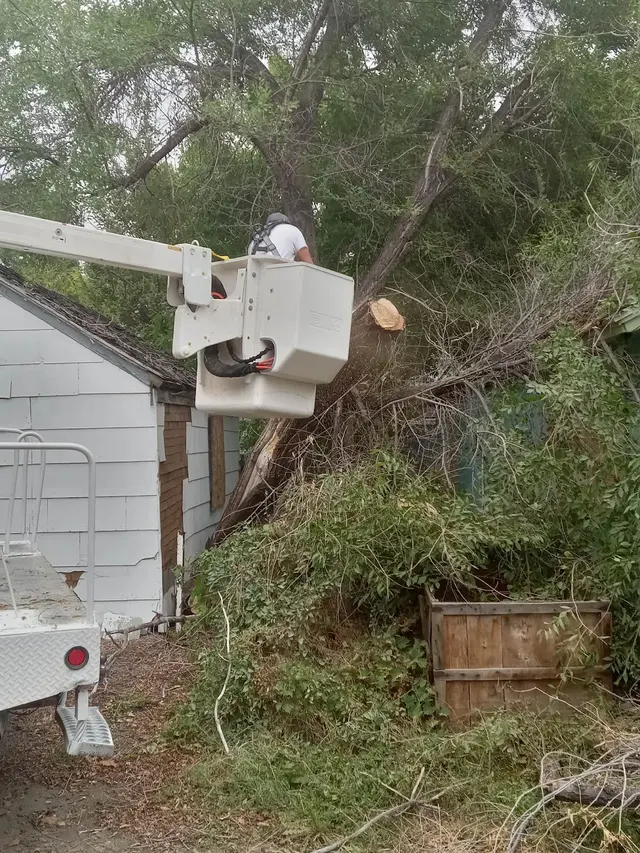 Alpine tree service — photo from the business 5