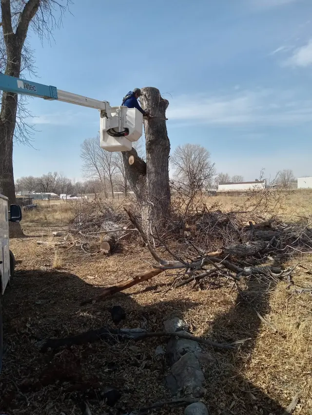 Alpine tree service — photo from the business 11