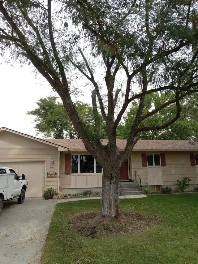 Alpine tree service — photo from the business 2