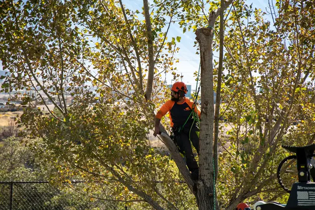 SavATree — photo from the business 4