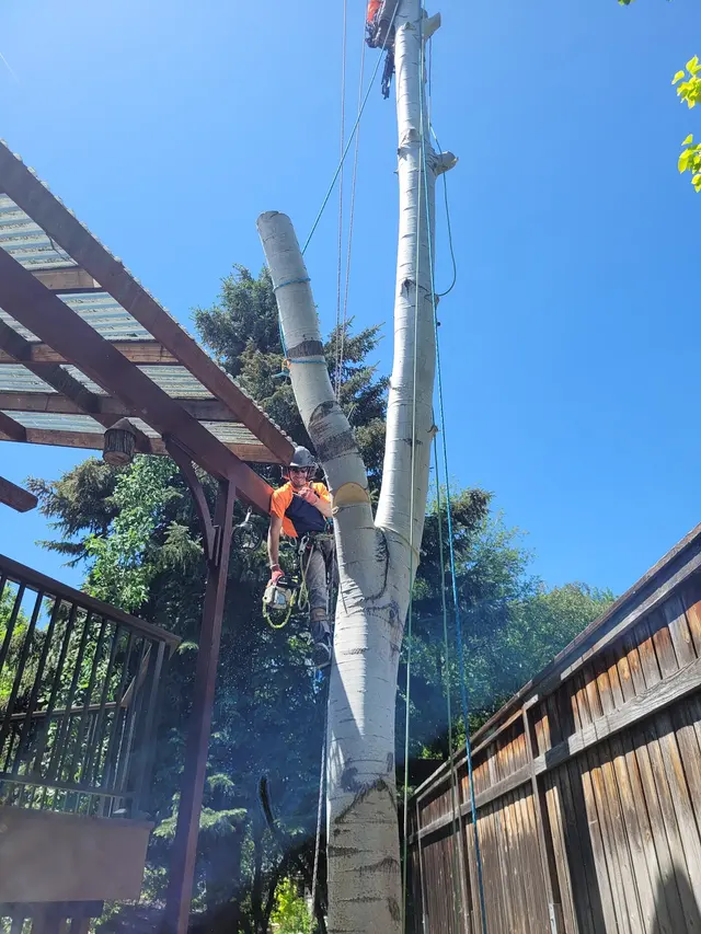 SavATree — customer photo 8