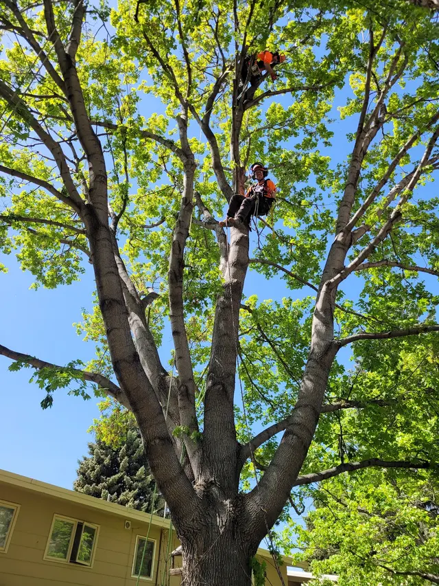 SavATree — customer photo 1