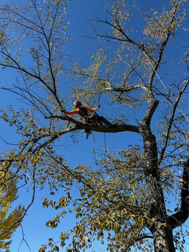 SavATree — photo from the business 2