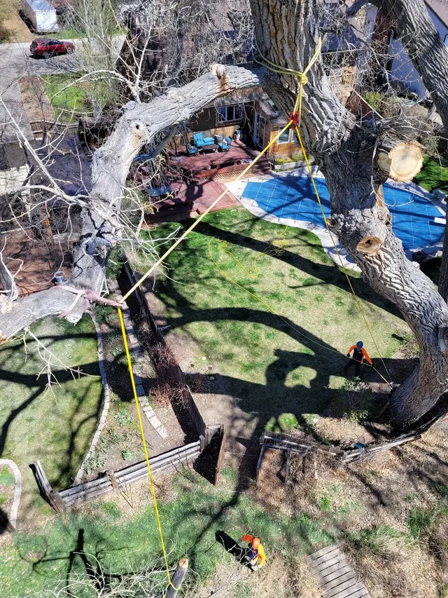SavATree — customer photo 12