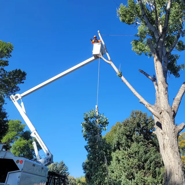 SavATree — customer photo 6