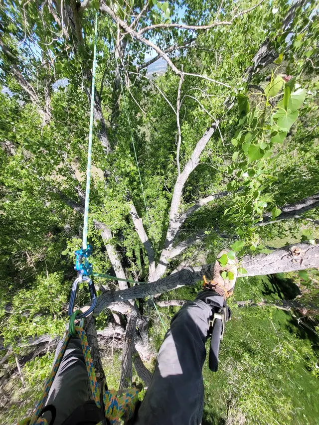 SavATree — customer photo 10