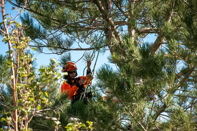 SavATree — photo from the business 11