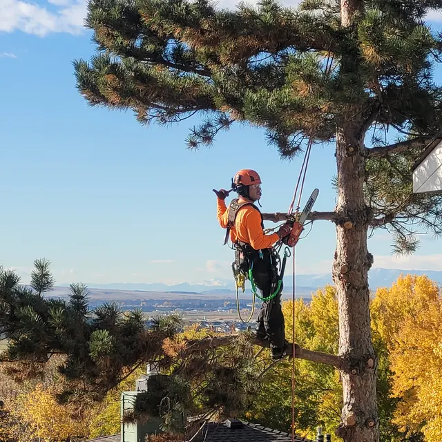 SavATree — customer photo 3