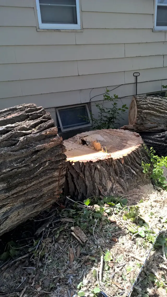 AAA Trees Done Right — customer photo 8