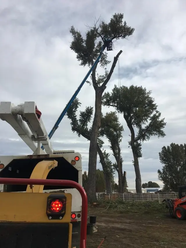 AAA Trees Done Right — photo from the business 11