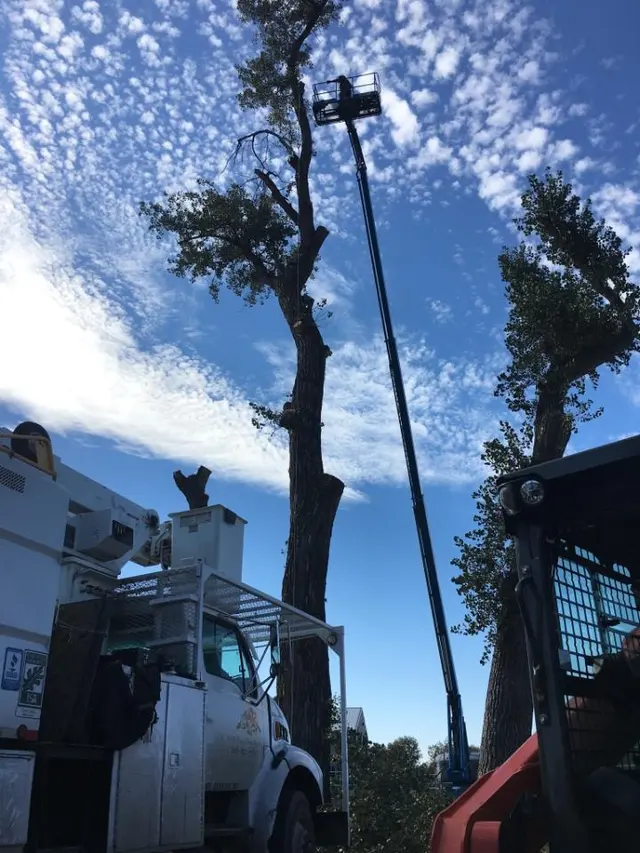 AAA Trees Done Right — photo from the business 1