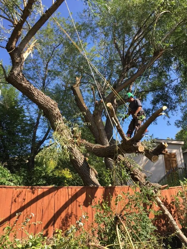 AAA Trees Done Right — photo from the business 3