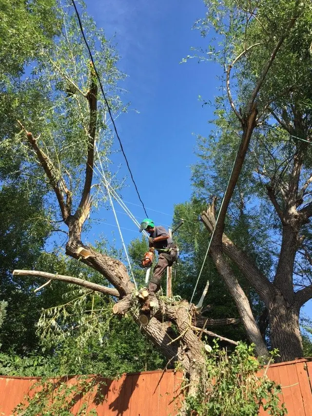 AAA Trees Done Right — photo from the business 6