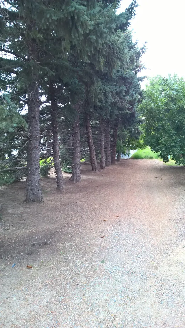 AAA Trees Done Right — customer photo 7