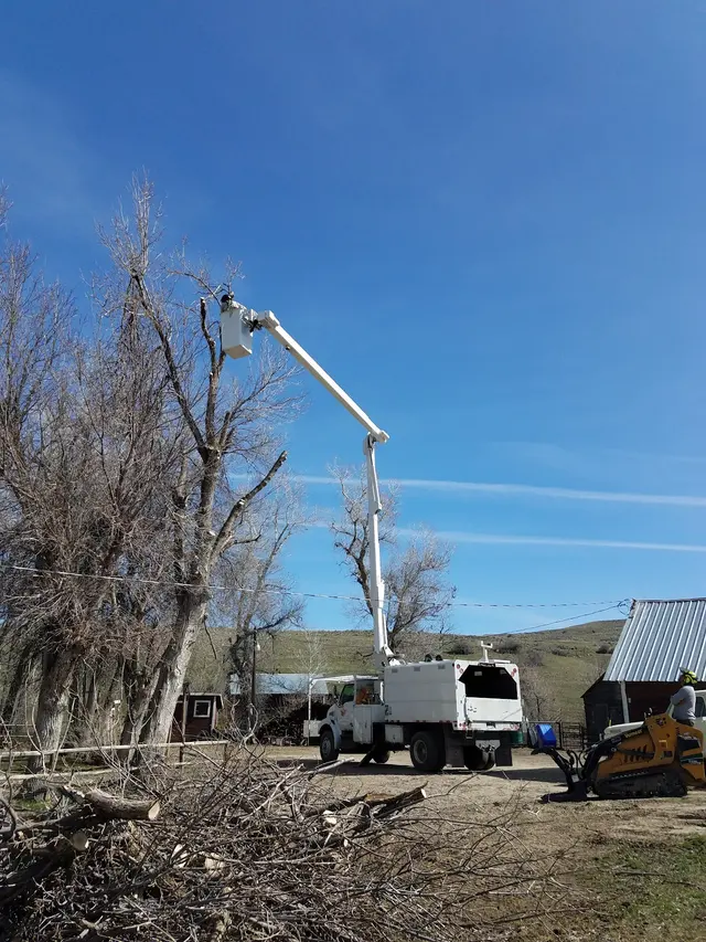 AAA Trees Done Right — customer photo 5