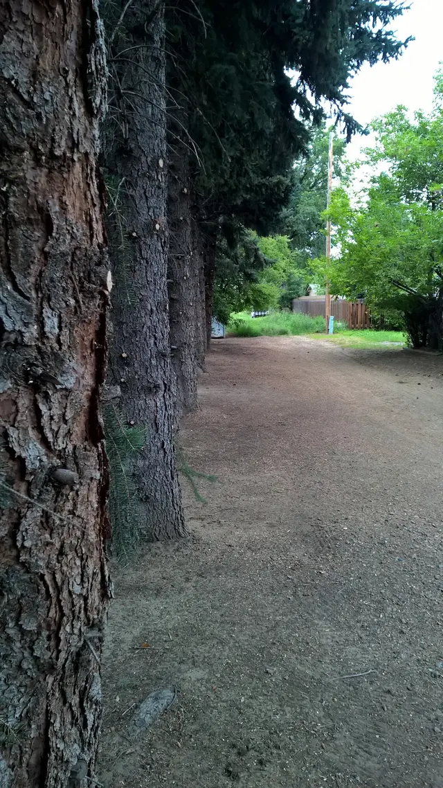 AAA Trees Done Right — customer photo 4