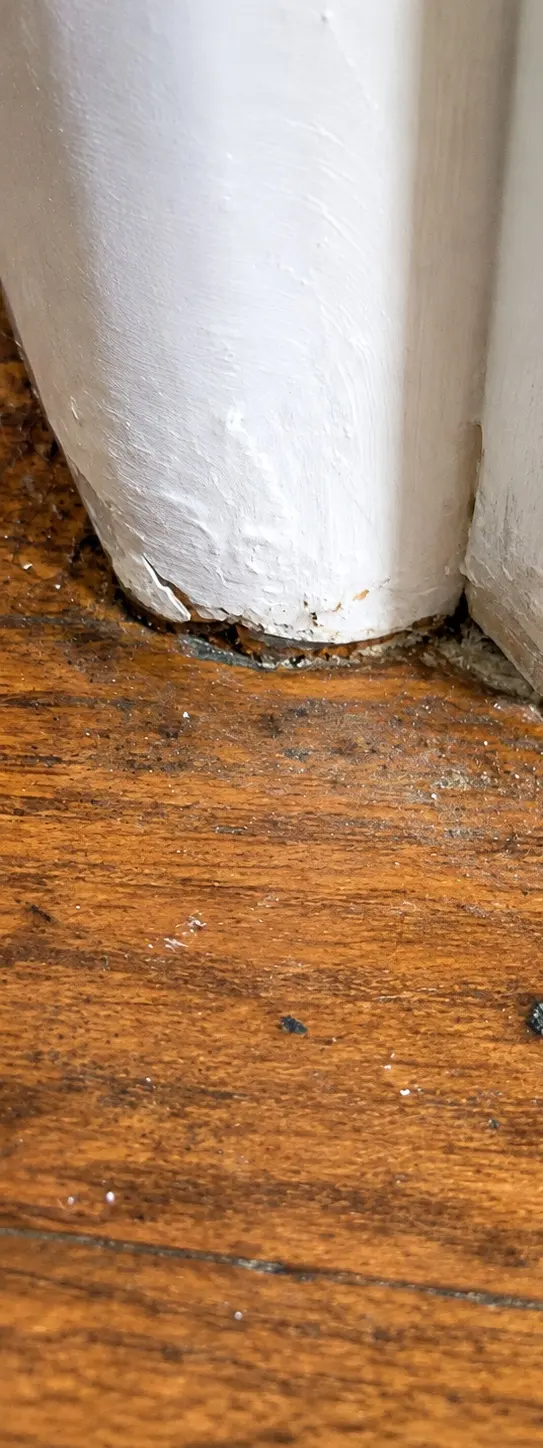 California Exterminating Service — photo from the business 11