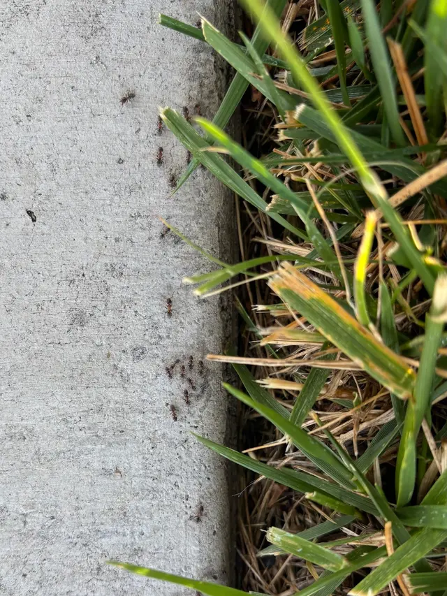 California Exterminating Service — photo from the business 9
