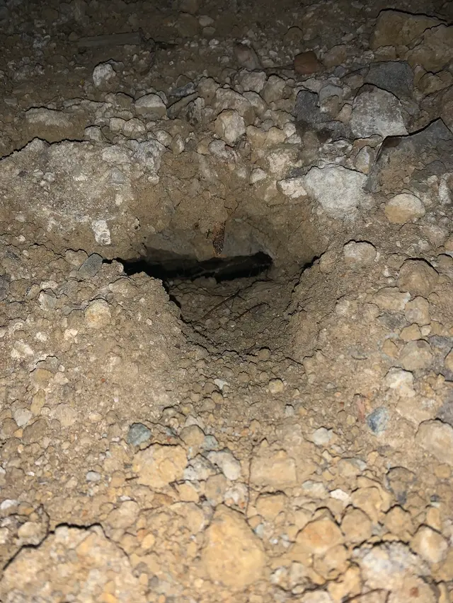 Honest Rodent Proofing Inc — photo from the business 7