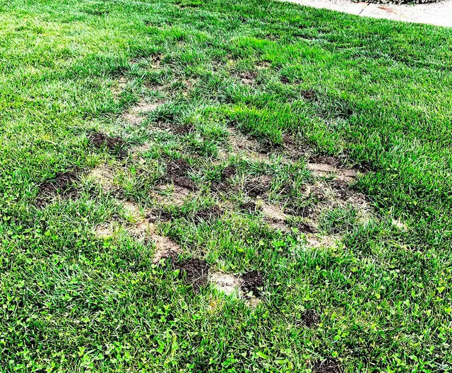 Gopher Team — customer photo 1