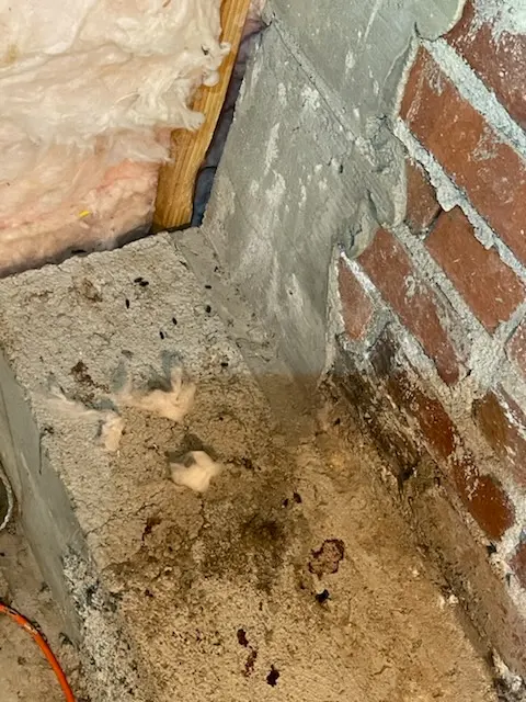 Ratman Pest and Termite Control — photo from the business 3