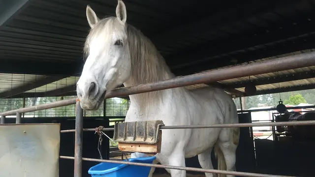 Marshall Canyon Equestrian Center — customer photo 7