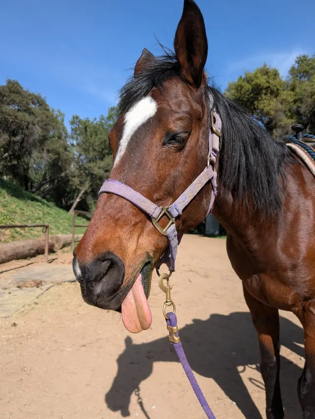 Marshall Canyon Equestrian Center — customer photo 8