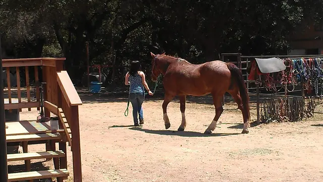 Marshall Canyon Equestrian Center — customer photo 12