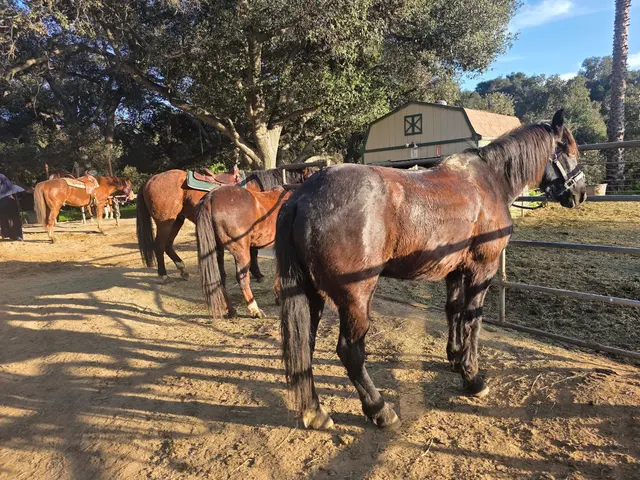 Marshall Canyon Equestrian Center — customer photo 2