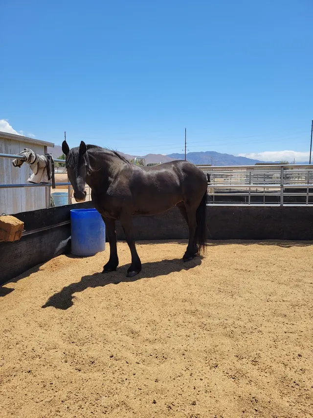 Skye's the Limit Equestrian — customer photo 3
