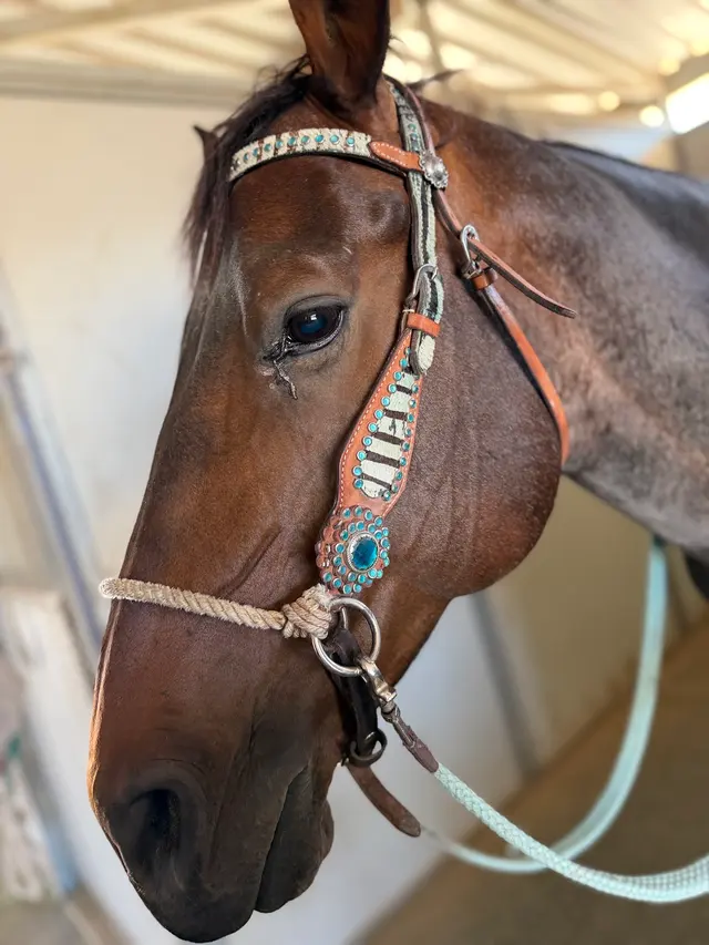 Skye's the Limit Equestrian — customer photo 2