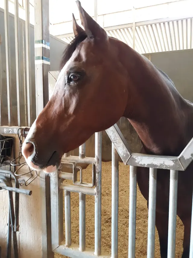 Sycamore Canyon Equestrian Center — customer photo 5