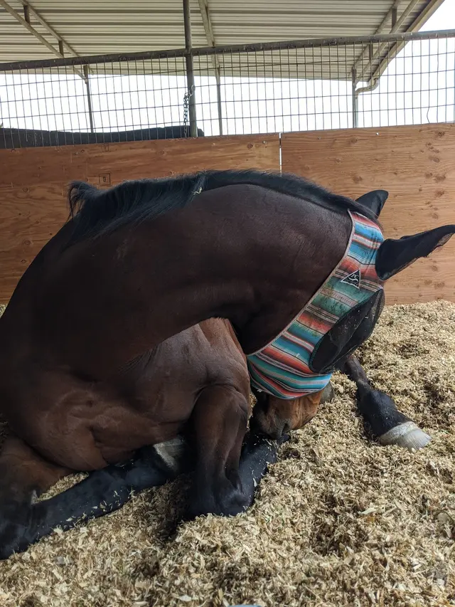 Sycamore Canyon Equestrian Center — customer photo 8