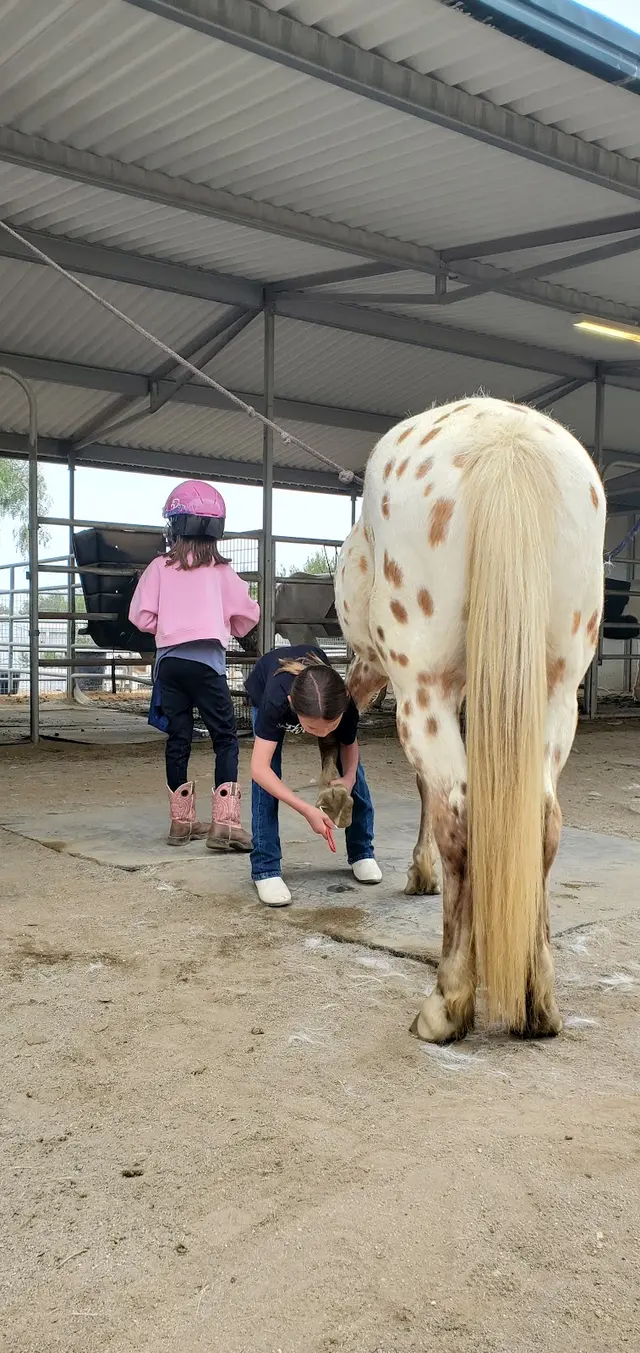 Riding Lessons with Debra Hardman — customer photo 5