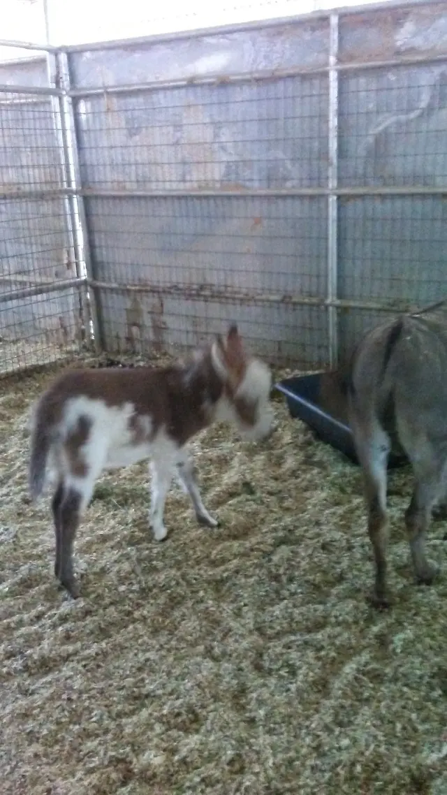 El Rodeo Equestrian Center — customer photo 7