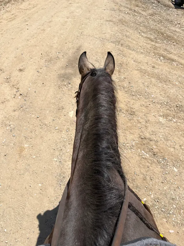 Customer photo of work by El Rodeo Equestrian Center, from Smokey And tank's review
