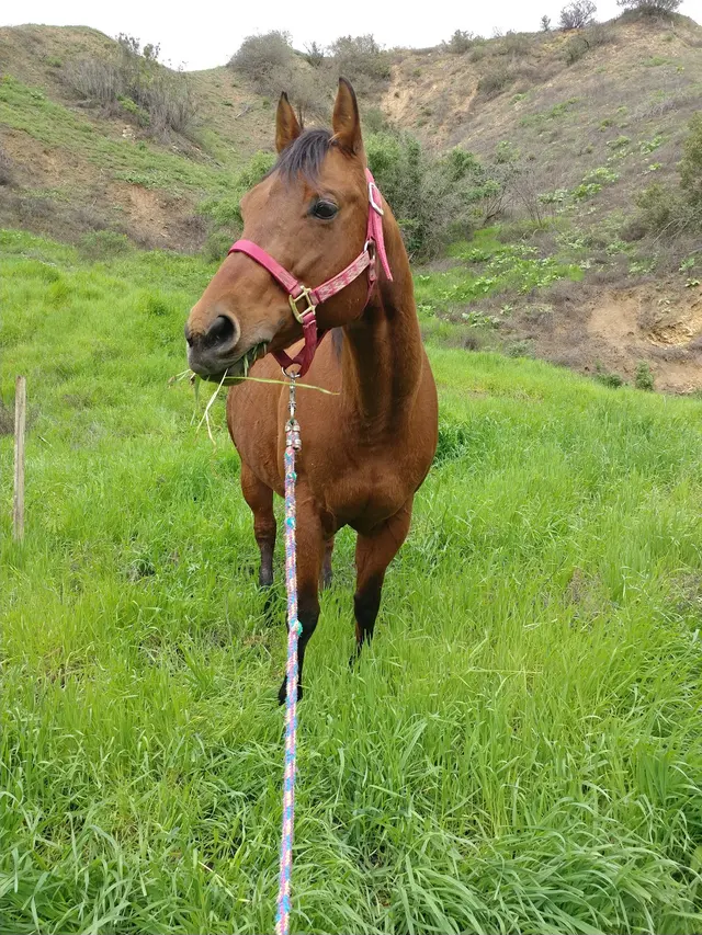 El Rodeo Equestrian Center — customer photo 11