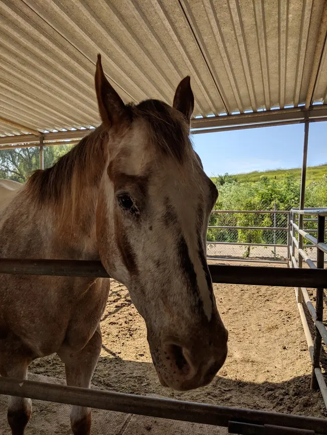 El Rodeo Equestrian Center — customer photo 4