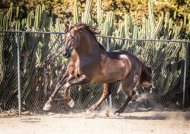 Placeres del Oro Ranch — photo from the business 10