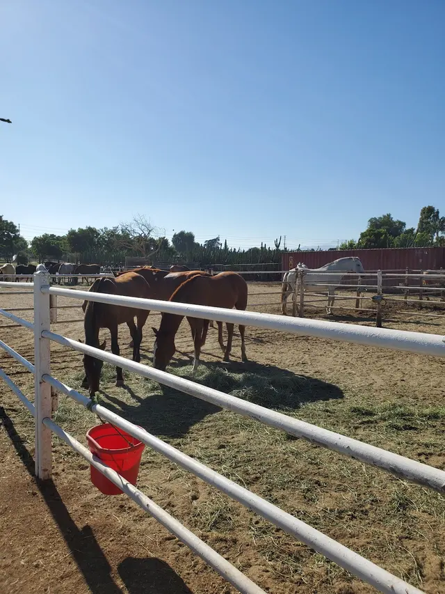 Placeres del Oro Ranch — customer photo 9