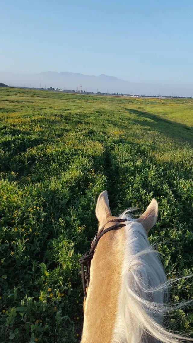 Prado Park Equestrian Center — photo from the business 10