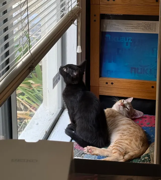 Toni's Kitty Rescue — customer photo 5