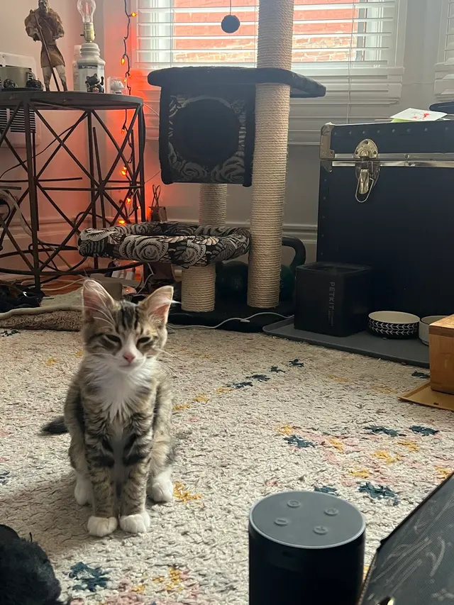 Toni's Kitty Rescue — customer photo 10